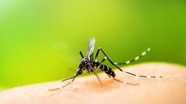  蚊媒防治的“技术围城”：从实验室数据看普通人的避险指南 健康养生