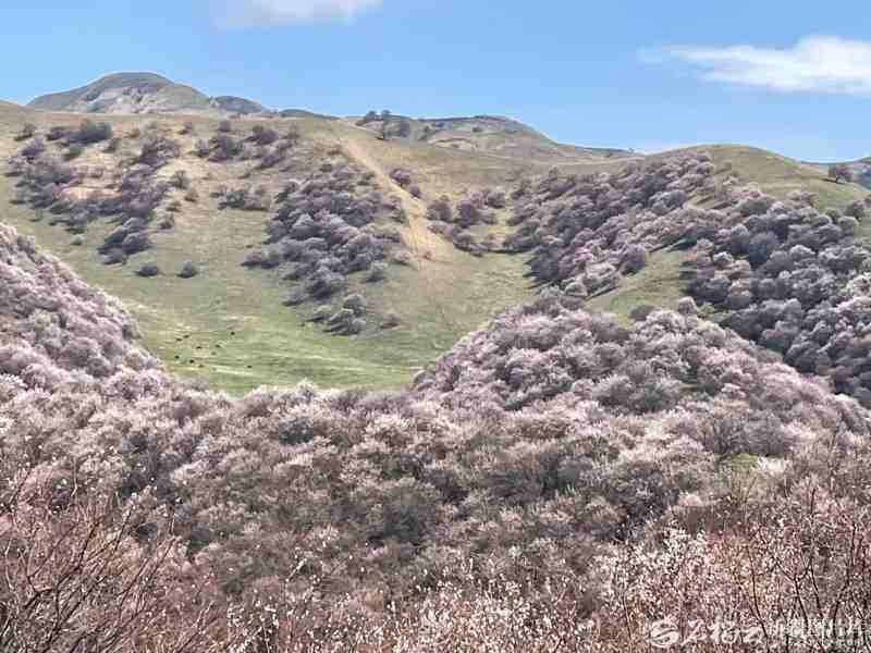 穿越天山胜利隧道：乌尉高速如何重塑新疆春游出行版图