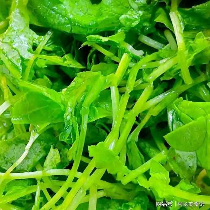  谷雨养生深度解析：萝卜秧苗的生物活性成分与烹饪温度控制技术 健康养生